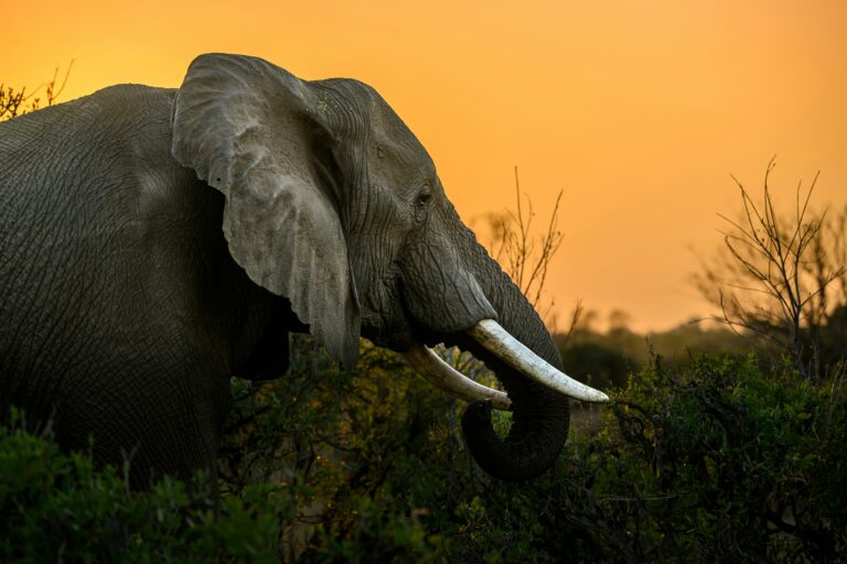 thomas-keller-oC4Ii1bz42Q-unsplash