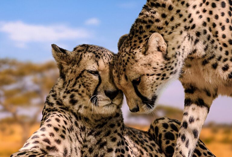 with-serengeti-savanna